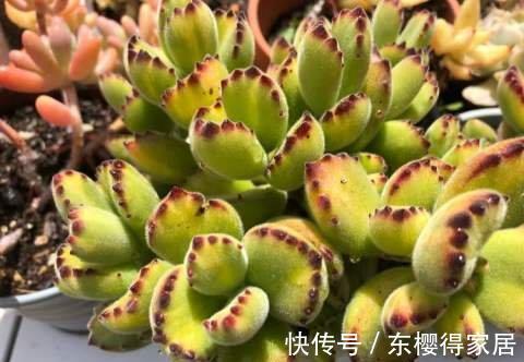 多肉|多肉熊童子竟然能养这么红,改变养法,咱也能养红熊