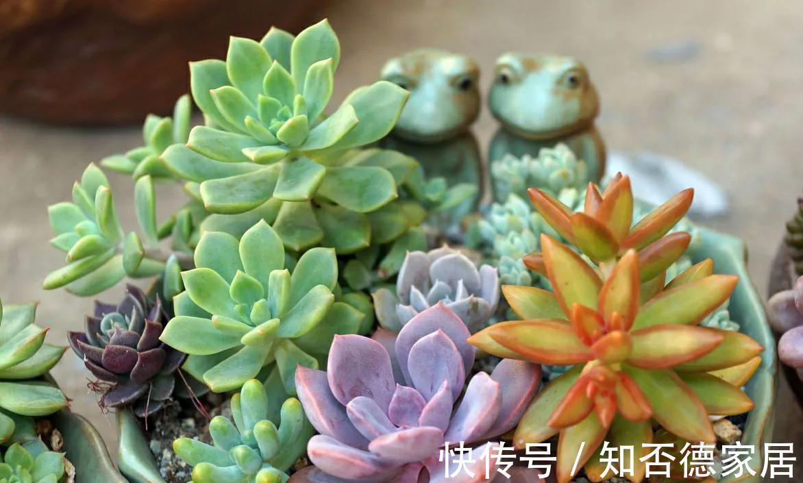 养护|多肉叶子一碰就掉，和3点养护方法有关，了解原因巧应对就好