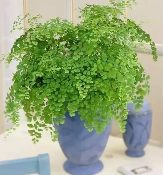 适合卫生间养的5种植物，耐阴还能去异味！