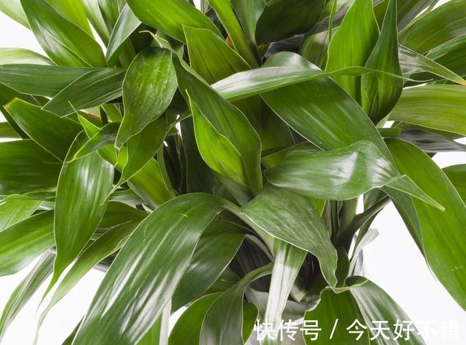 水培富贵竹叶子发黄,啥情况,可能是你不懂得以下几点知识