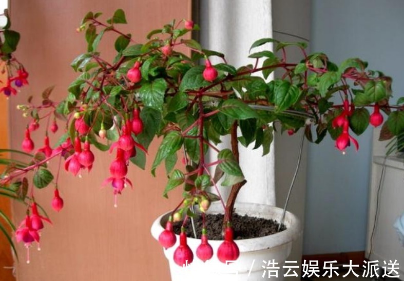 枝条|“这种花”养家里,开花特别多,花期长又漂亮,美过杜鹃、茶花
