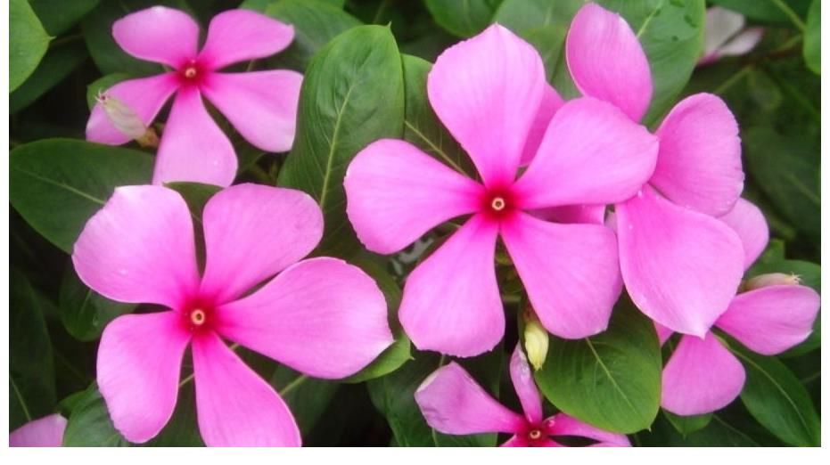 三角梅|不管你喜不喜欢花草,这几种花你是一定要养的,因为又便宜又好看