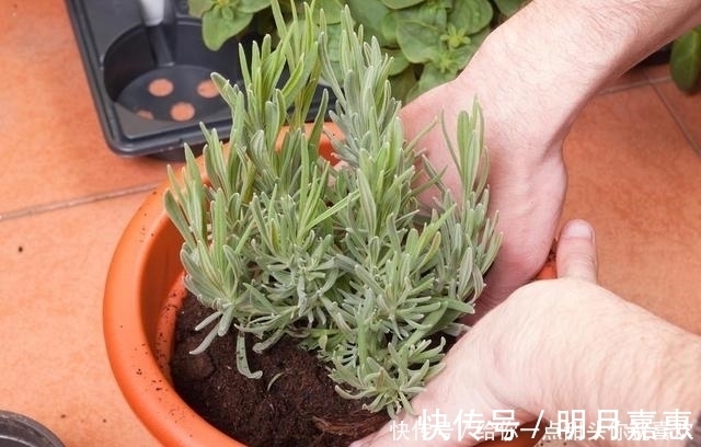 4种“香水花”,选一种养家里,晒晒太阳,满屋香水味,又香又美