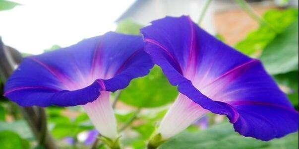 种花|这10种花花期超长又好养,你都知道吗?