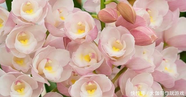 确保|阳台和室内养兰经验心得,确保根系粗壮、叶色青绿