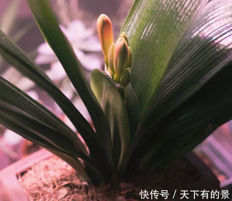 “春不出，夏不晒，秋不干，冬不湿”，君子兰的四季莳养