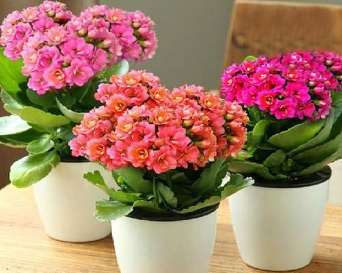 室内养殖花草，该注意哪些？挑选什么品种合适？