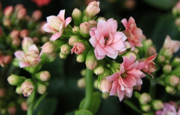 养长寿花、天竺葵的小技巧,学会了让长寿花花开爆盆!