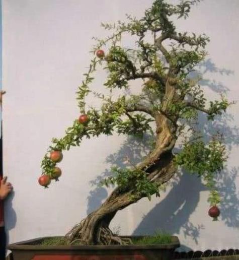 3种树最适合养成“老桩”,再用上“这方法”,还无需花钱就能养