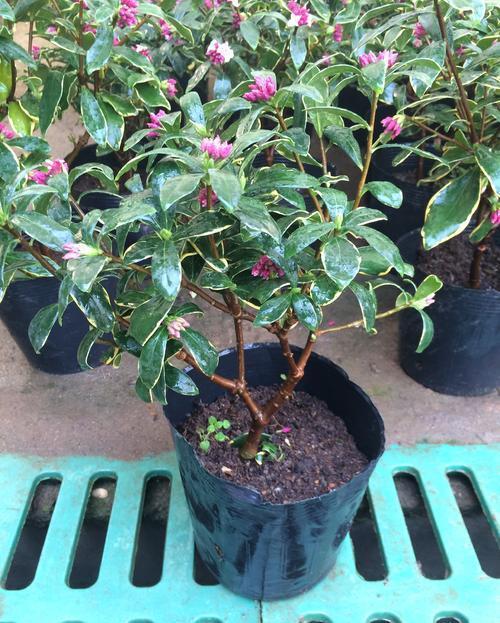 传统名花“金边瑞香”,注意4个问题,养的倍棒,花香溢满屋