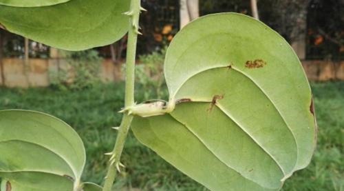 科普|它价值30元一斤,农民见到却要将其铲除,今天科普请珍惜