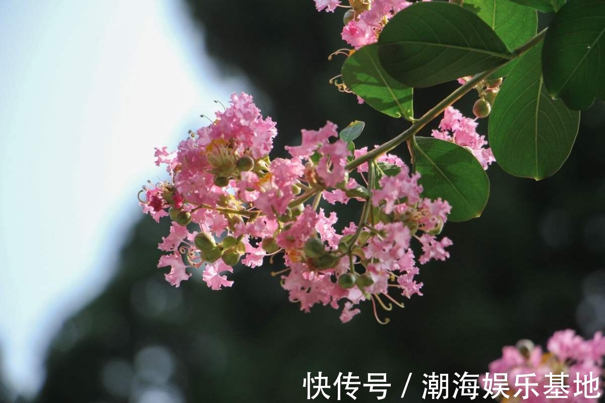 12个月各有各的花神，你出生在几月，你的花神就是它