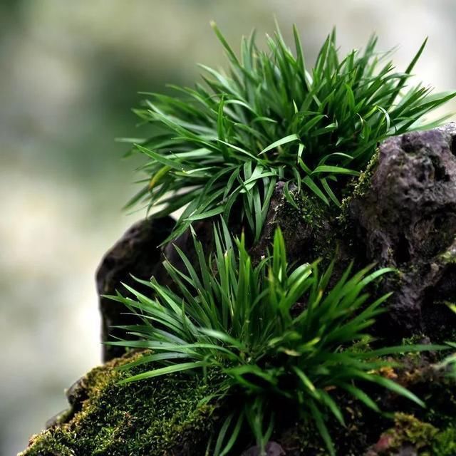 溪水边|农村这种野草,农家人当野草喂猪,殊不知可入药,价值非常珍贵