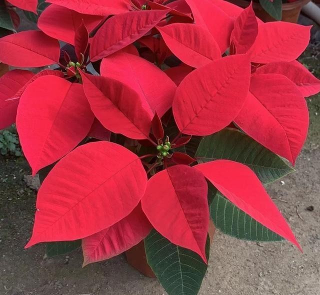 红红火火|西方的“圣诞花”,红红火火忒漂亮,只能看,不能摸!