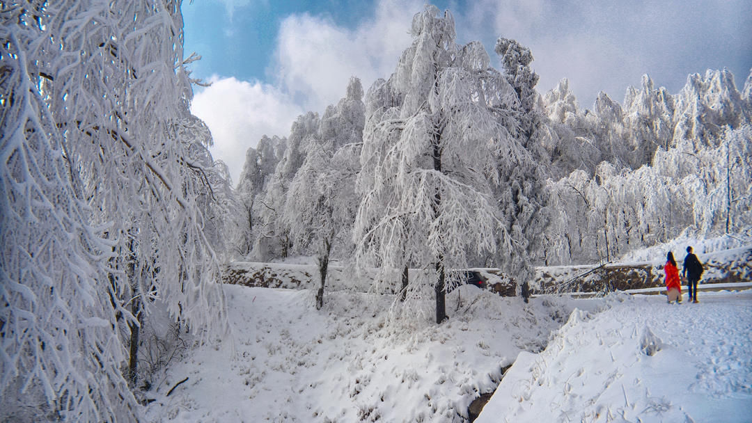 嵊州|嵊州这里有个林海雪原