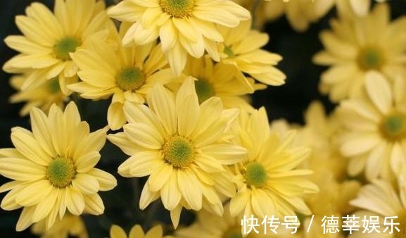 叶斑病|适合秋冬养的花,好养如绿萝,花形奇特漂亮,花香四溢,值得入手