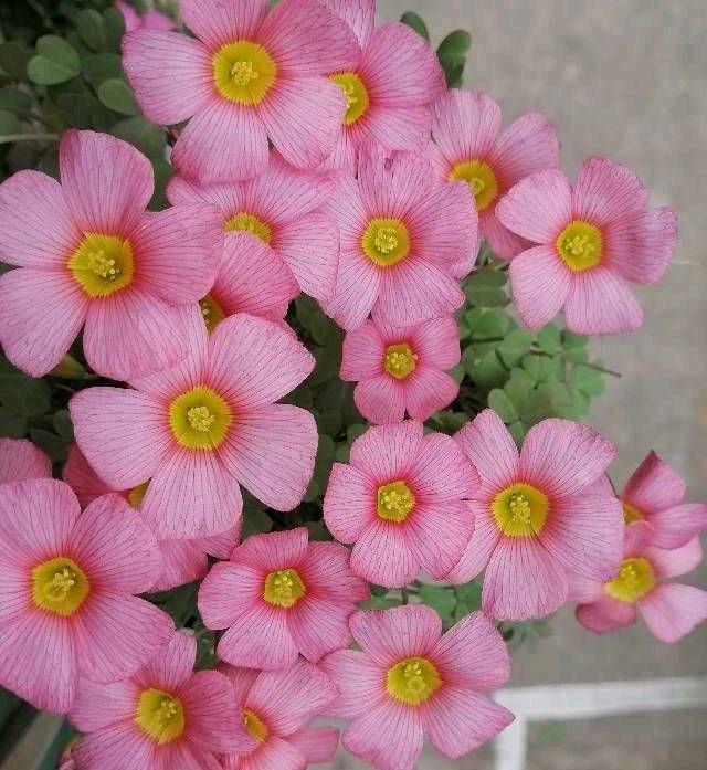 阳台上养2种小花,株型小巧花量很大,颜色漂亮又好养