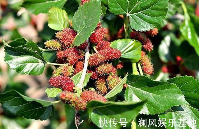 盗汗|1片桑叶9味良药!老中医教你桑叶妙用,9大功效受用一生!