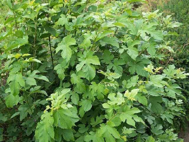 颈椎|小小桑叶竟化解颈椎病赶走头晕手麻，多年颈椎病竟被它治好了