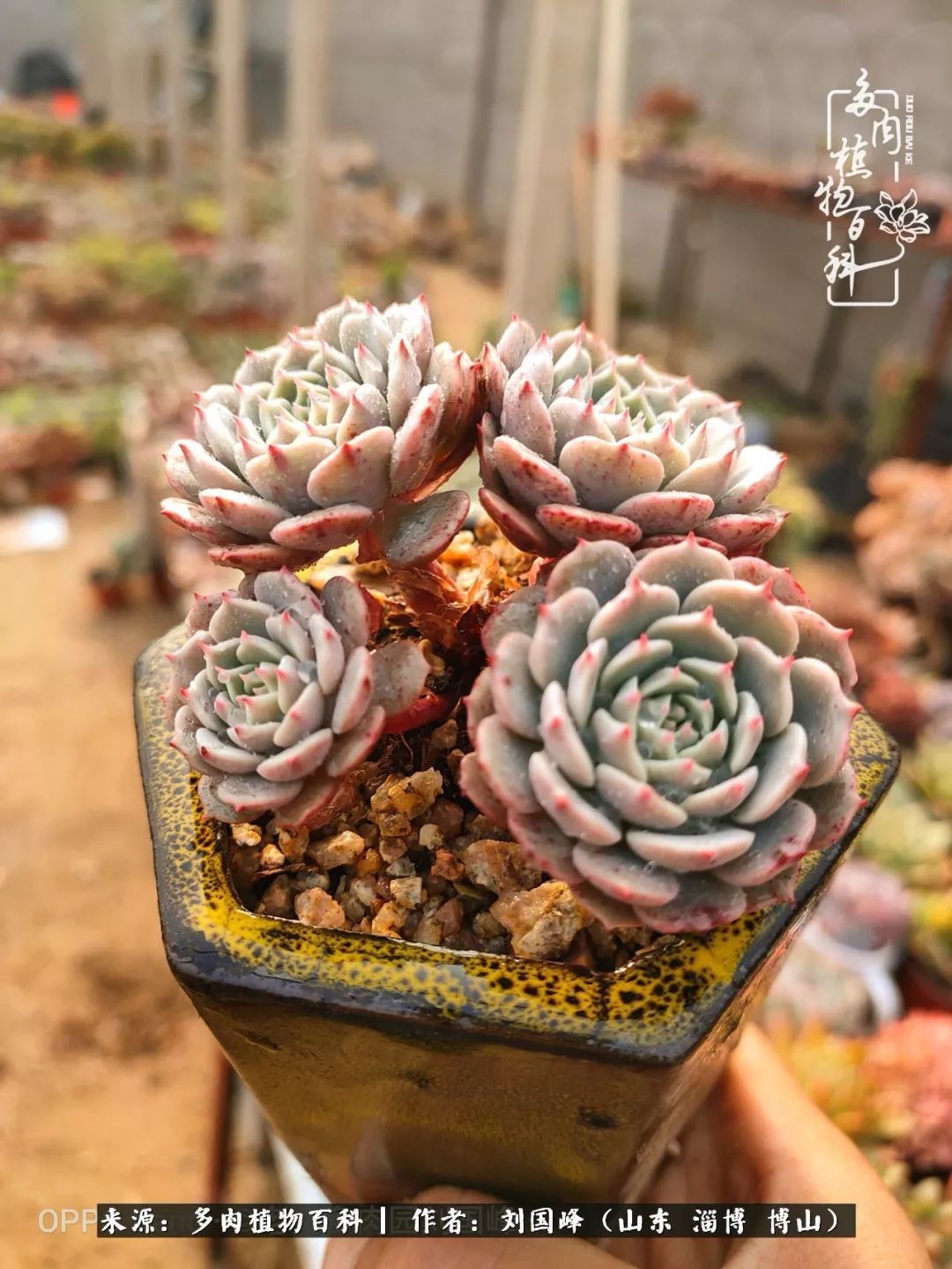 贵的不一定是对的,你的多肉究竟值多少钱附冬季养护攻略!