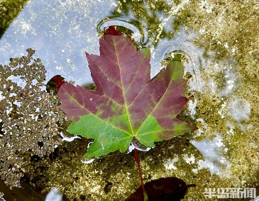 秋意|白露时节，秋意怡人！