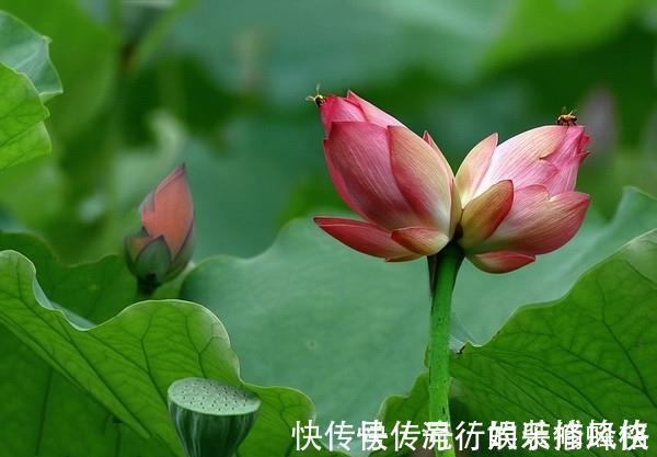 并蒂花|养花试试这几款，花朵绽放就像一个大包子一样很饱满