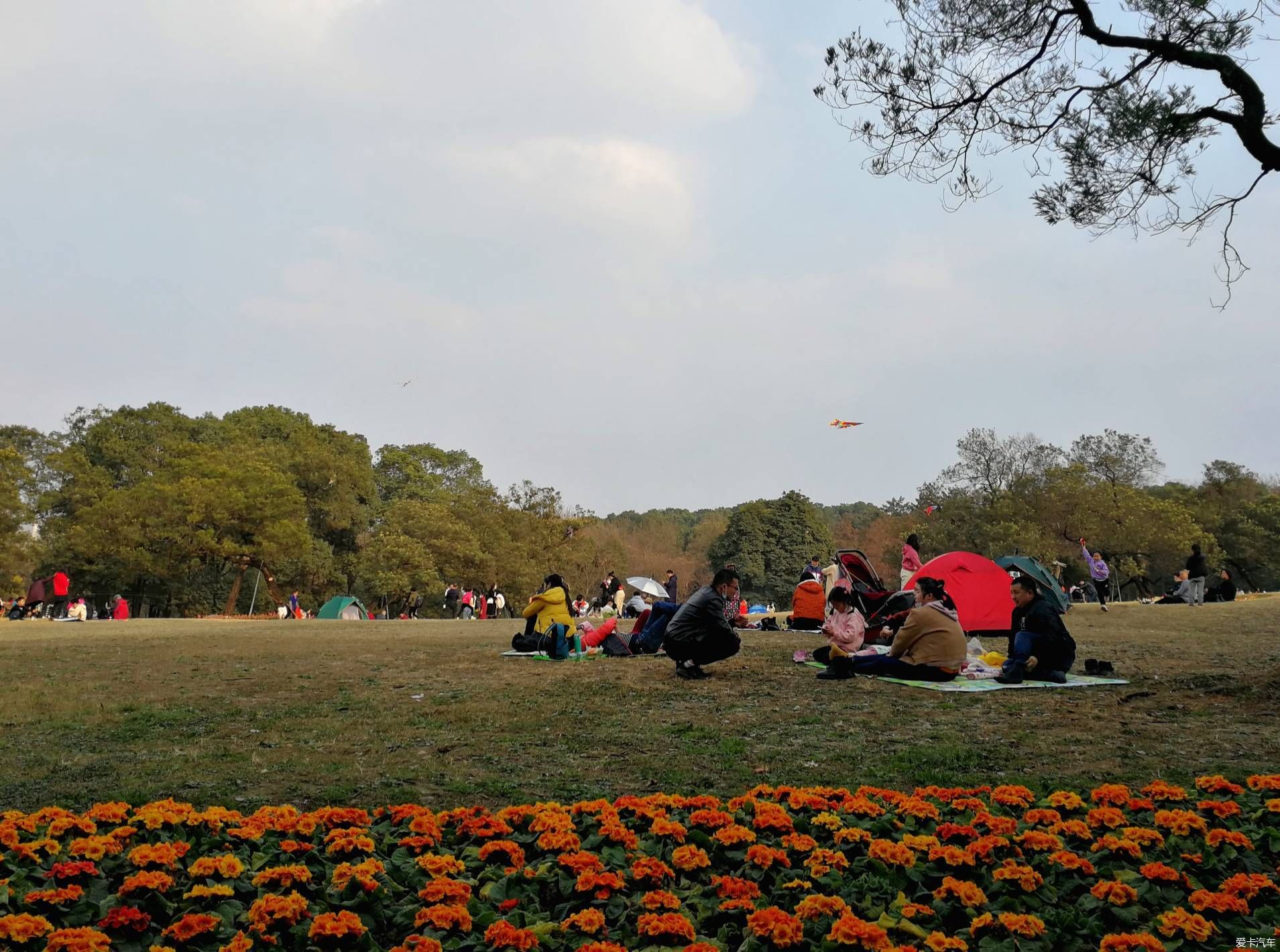 中年|大年初一的成都植物园