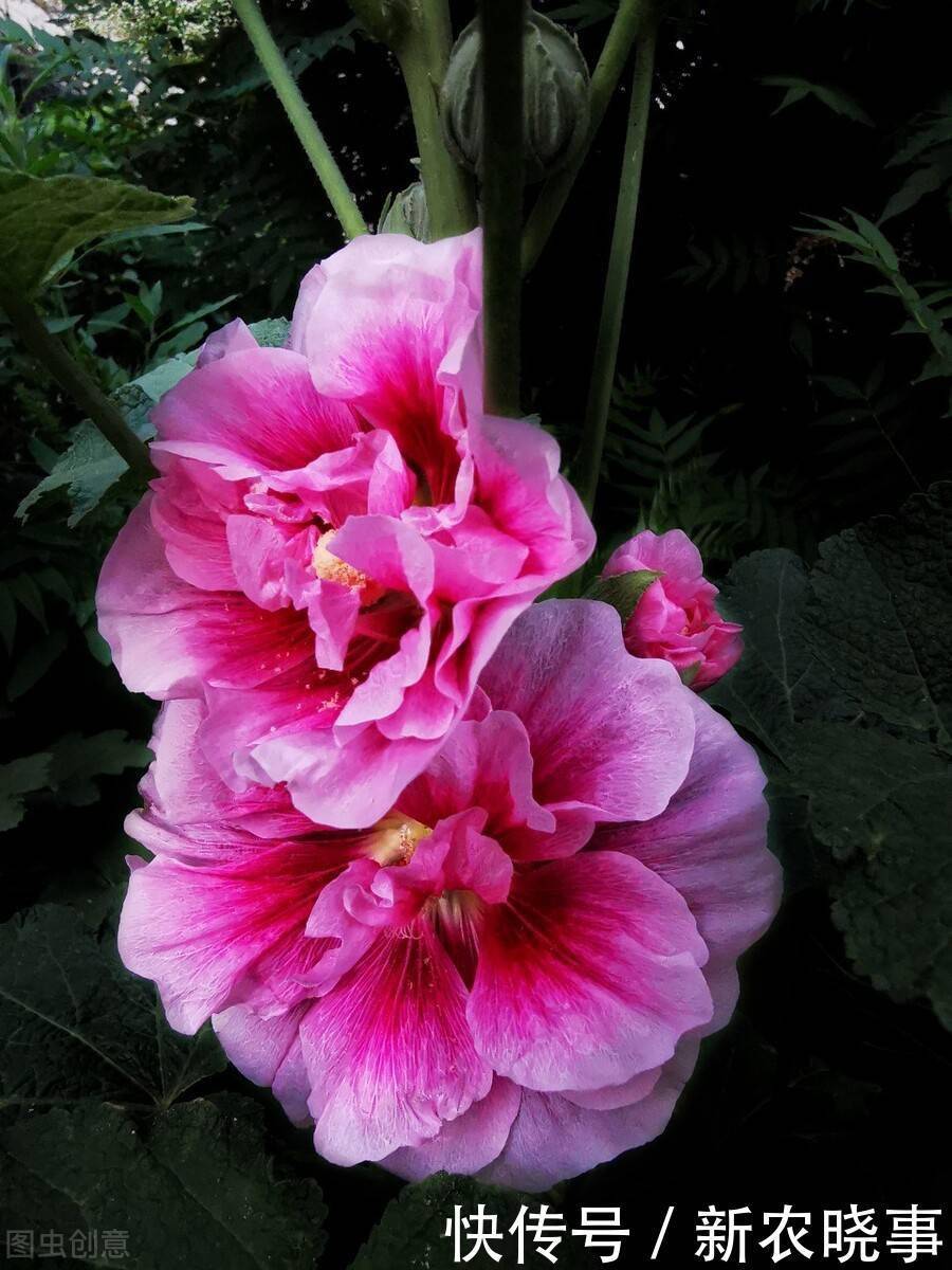 以前被嫌弃的土花,现在变成盆栽中的“香饽饽”,只因好养花量大