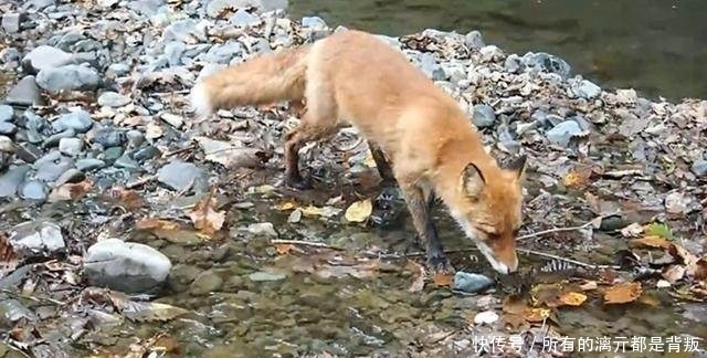 山溪钓鱼，一只狐狸流着口水紧紧地跟着