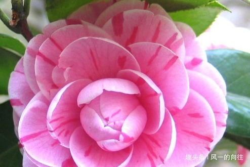 家养茶花总是不开花学会这三个小技巧，轻松花开爆满盆