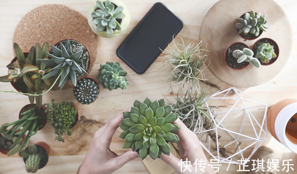 多肉换盆时的四个“错误”,做了一个多肉都养不好