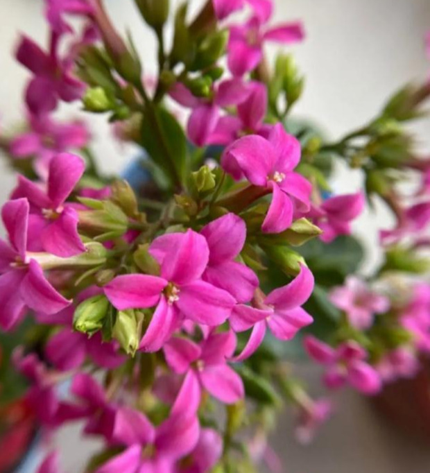 品种|75个长寿花品种，一个比一个美，一起来认识一下吧！