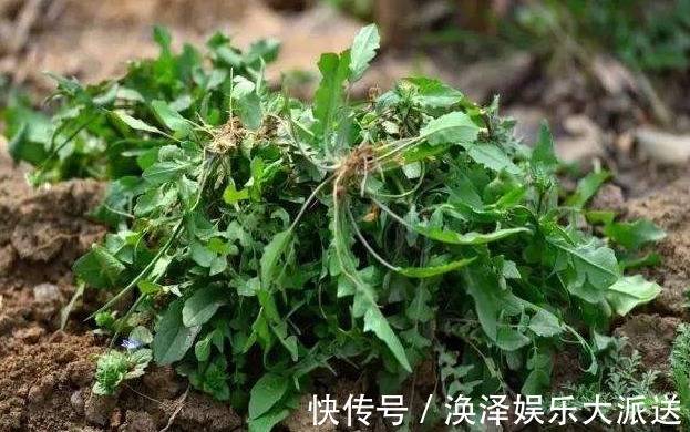 野菜|农村见到4种“野菜”,摘回家做菜吃,营养不输苹果香蕉