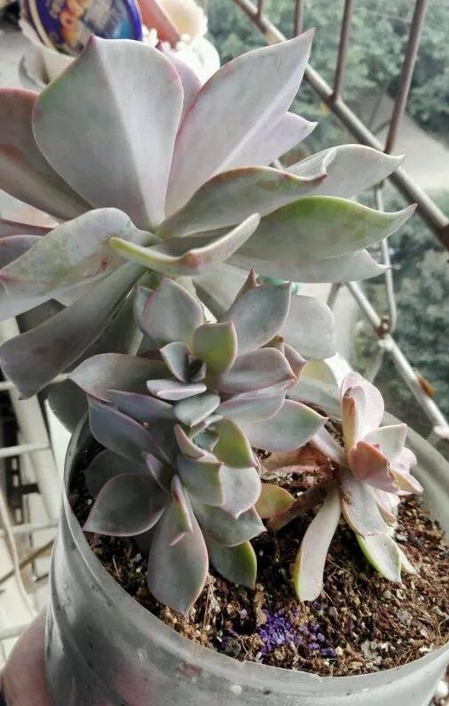 只要家里有油桶，就不用花钱买花盆！多肉种在油桶里，叶子胖嘟嘟