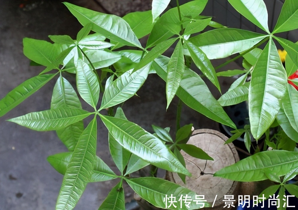 发财树|适合养在小盆里的3种花,用小盆,好养更健壮,别忽视
