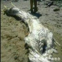 日本一寺庙宣称有真龙标本,但不让专家考证,原是我国农民发现