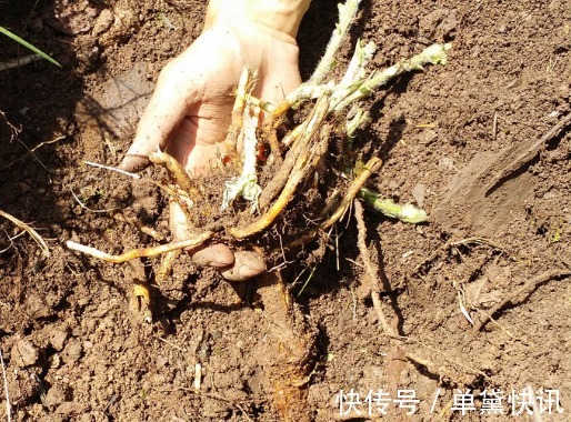 槟榔油|央视列为“一级致癌物”,吃一口,赛喝马桶水3次