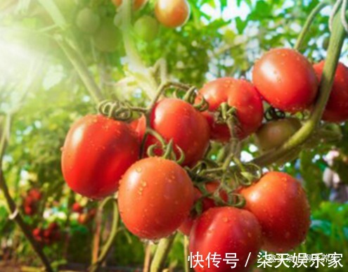 亲爱的|忠告西红柿不能与此物同食,吃了就是没事找事,现在知道还不晚