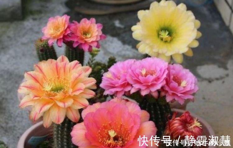 养护|4种花超漂亮，个个美出状态，简单养护就能长得旺，花美心情好！