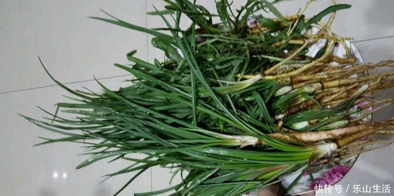 鸦葱|野菜一定要挖根,人称“兔儿奶”,根比叶子好吃