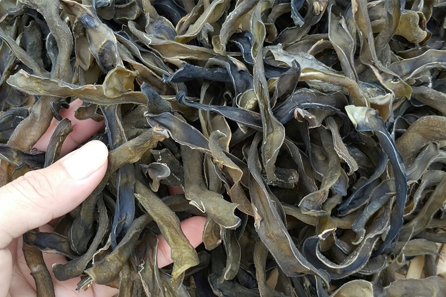 产量大却含毒,用水泡3天却是美味,以前拿来充饥,现在不多见