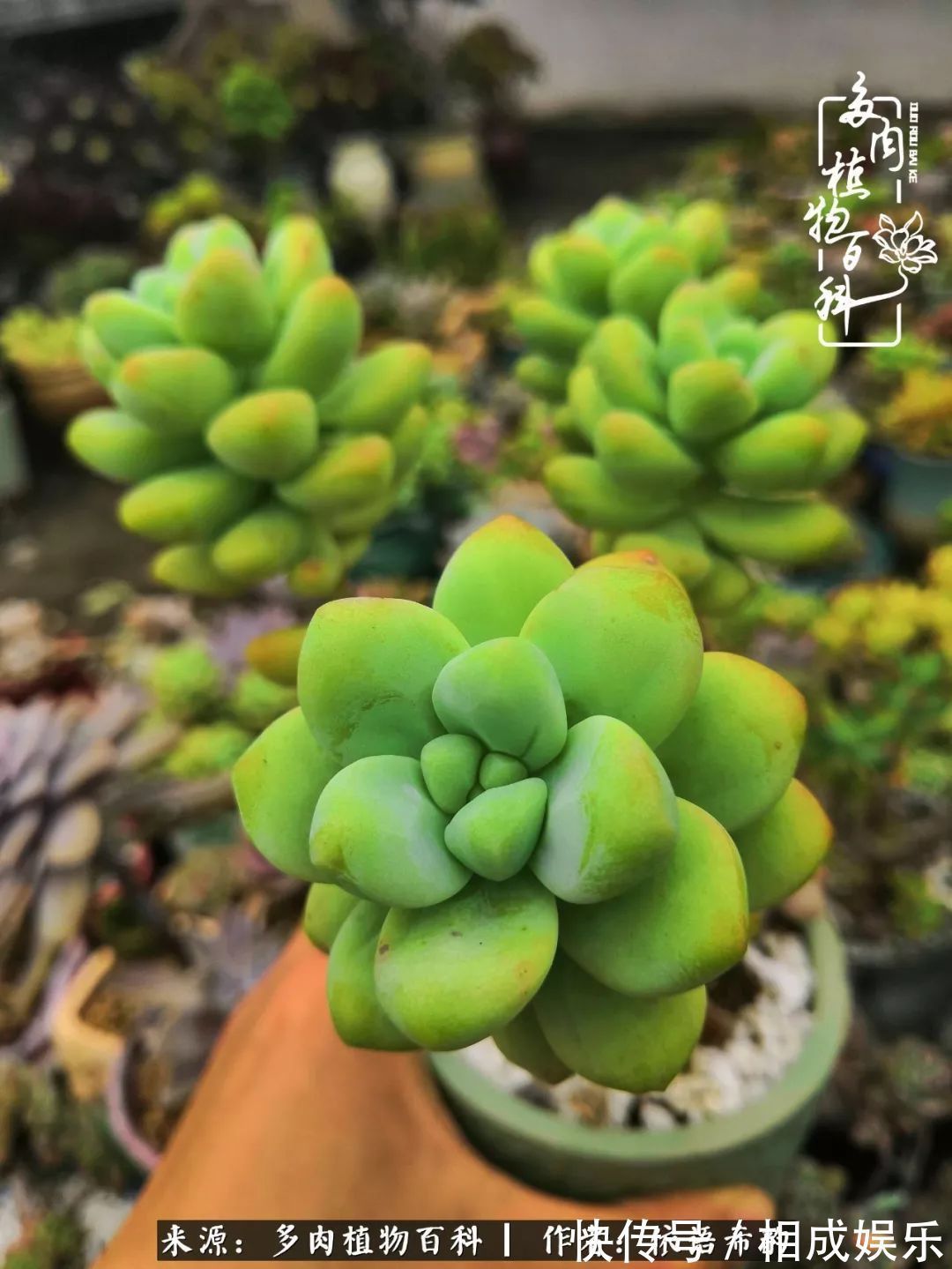 何以解忧,唯有多肉!目光所及,皆是喜欢!