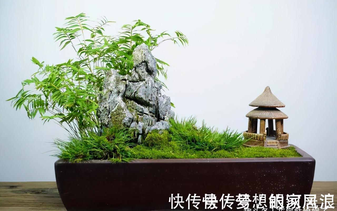 花盆|没有院子也能养好竹子,这几种竹子可以做成盆景养在室内