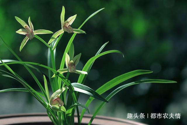 家庭养殖盆栽兰花的好方法,既保水保湿,又美观漂亮!