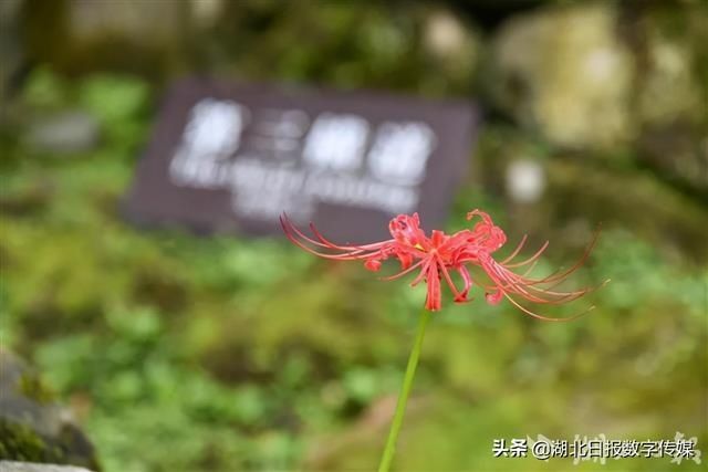 唐崖土司城遗址景区|惊艳！恩施唐崖土司城遗址景区盛开彼岸花