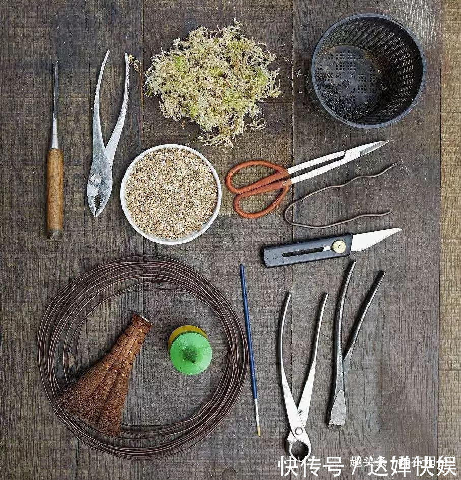 老实交代,你们觉得盆景制作步骤太难记吧那就念这十字箴言咯!