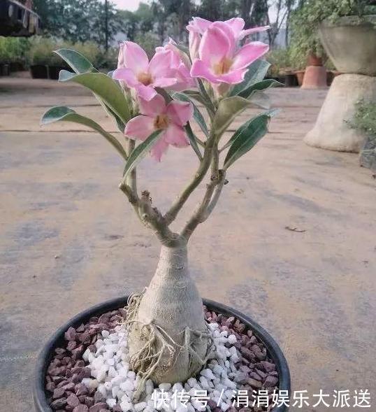 夏季养殖蟹爪兰、沙漠玫瑰、仙客来、君子兰,少浇水反而长得好