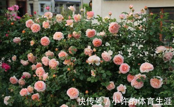 月季扦插用这招,插1棵活1棵,1盆变多盆,就是这么简单