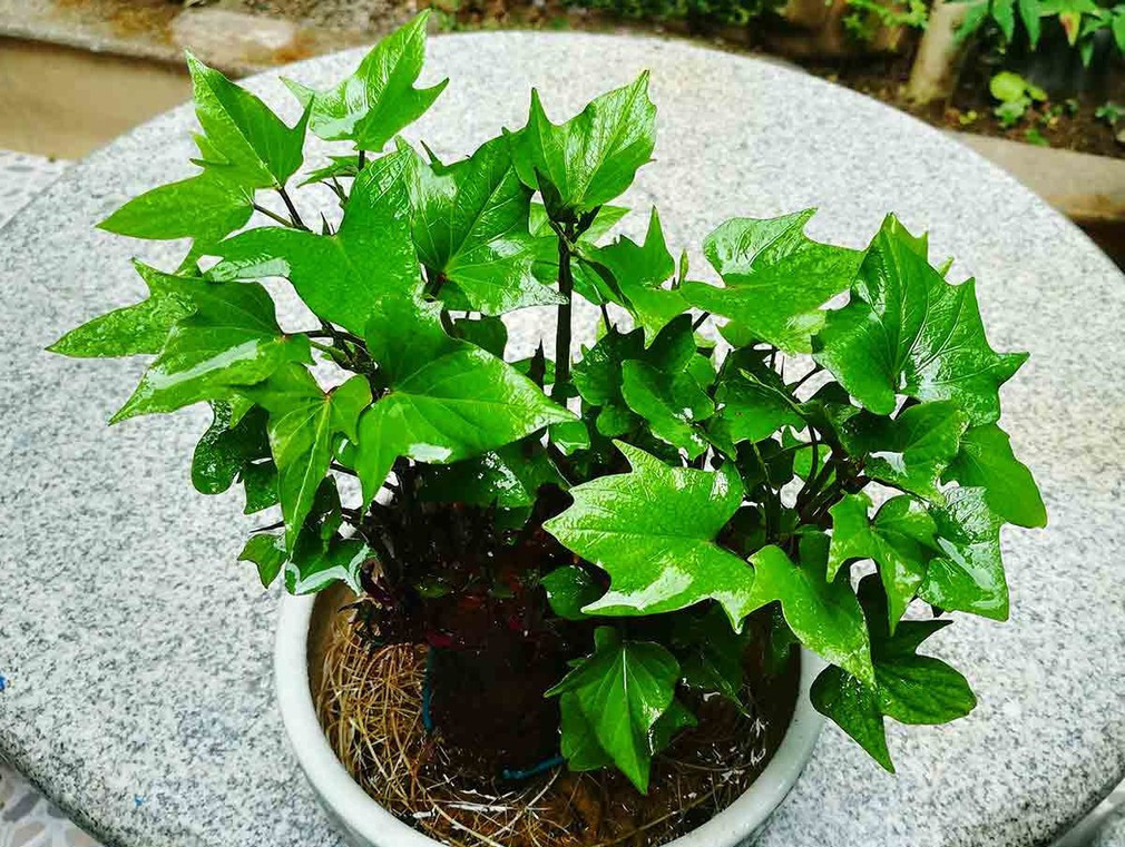 生芽的土豆，不是“废物”，丢在花盆，长出一盆”富贵竹“还能吃