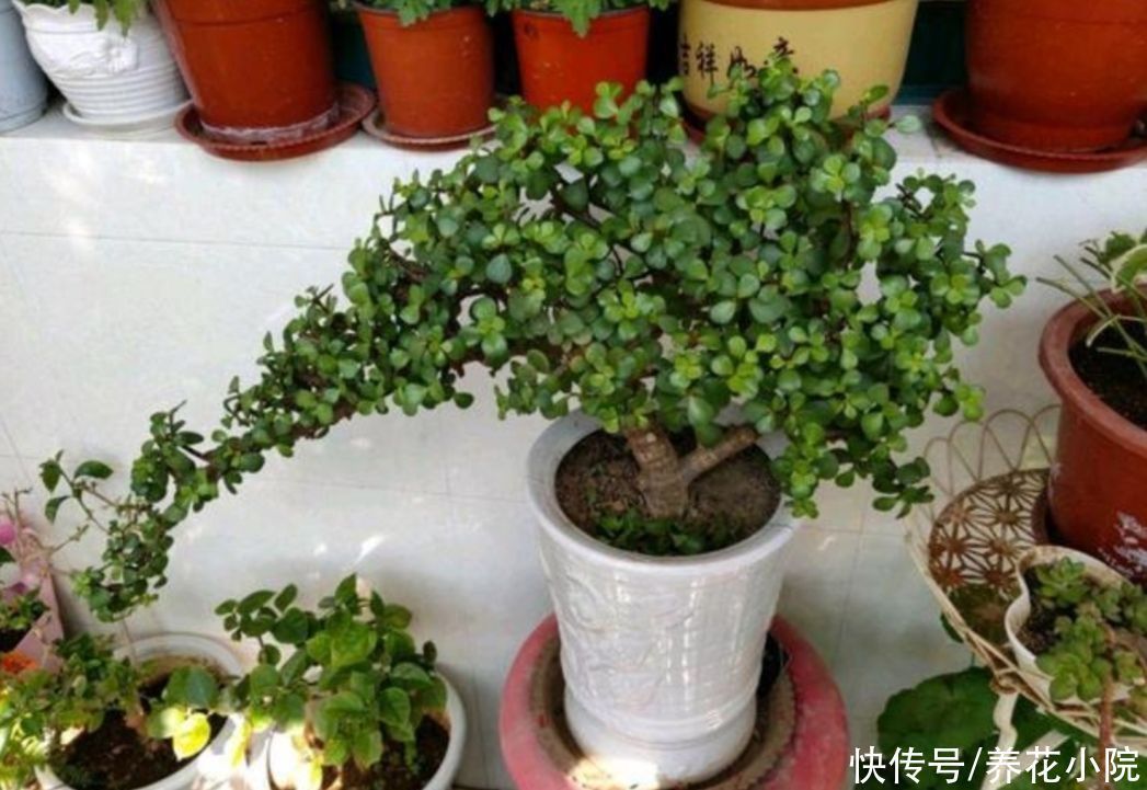 养金枝玉叶，枝条舍不得修剪，株型散乱，长得慢